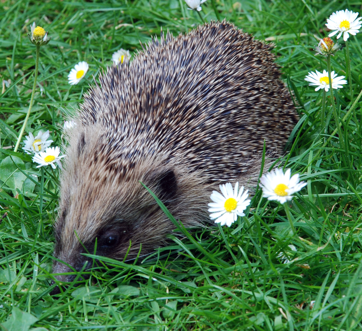 Hedgehog