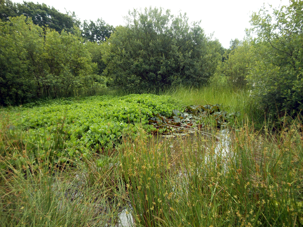 Hazleton Common Pond Survey