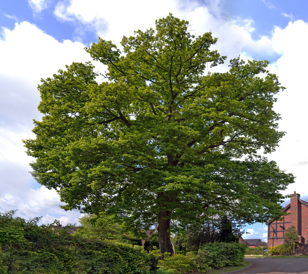 Biodiversity in the Horndean area